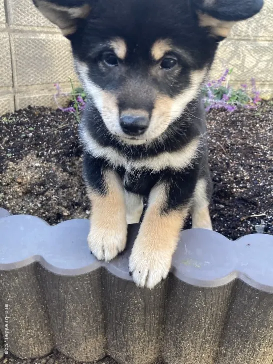 ID:2111-00597の子犬