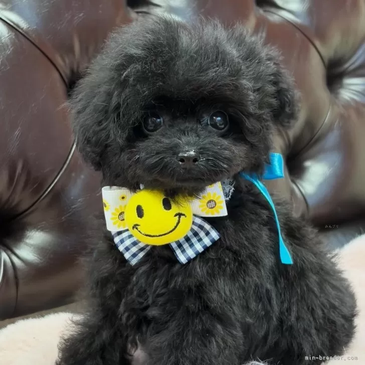 ティーカッププードル【福岡県・男の子・2025年8月12日・ブラック】の写真1