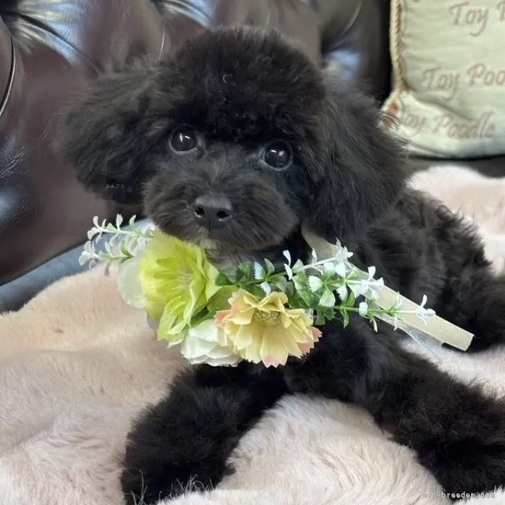 ティーカッププードル【福岡県・男の子・2025年4月2日・ブラック】の写真1