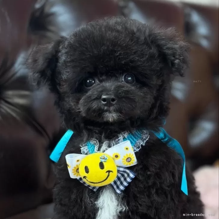 K.K 様のお迎えした子犬