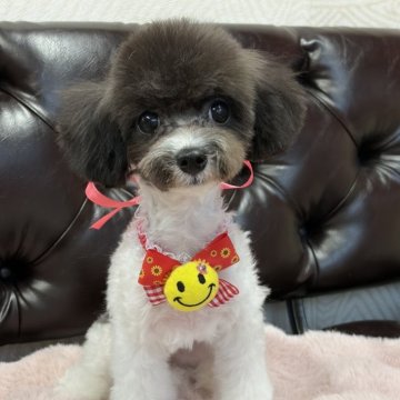 タイニープードル【福岡県・女の子・2025年6月19日・パーティーカラー】の写真「とっても可愛いお顔の女の子👧」