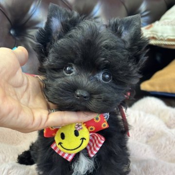 ヨープー(ヨークシャーテリア×トイプードル)の子犬を探す