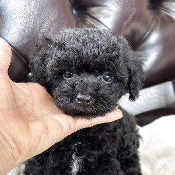 トイプードル(タイニー)【福岡県・男の子・2025年3月24日・ブラック】の写真「とっても可愛い性格🩷」