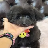 タイニープードル