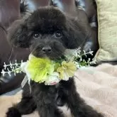 ティーカッププードル【福岡県・男の子・2025年4月2日・ブラック】の写真3