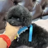 ティーカッププードル【福岡県・男の子・2025年8月12日・ブラック】の写真3