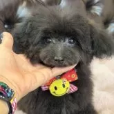 タイニープードル【福岡県・女の子・2025年8月2日・ブラック】の写真4