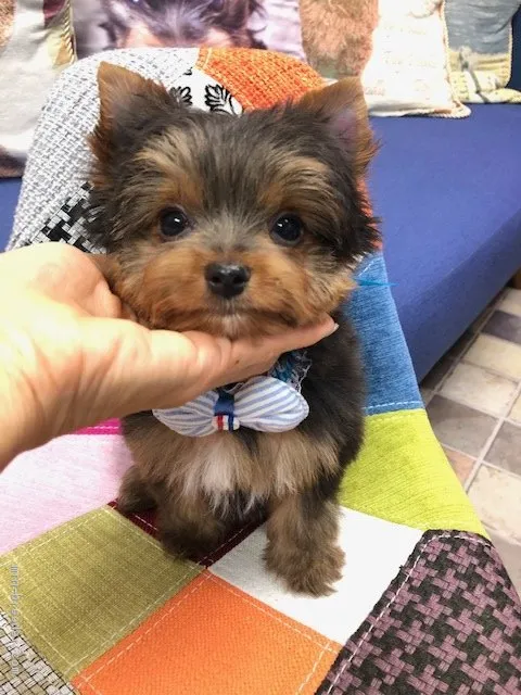 H.I 様のお迎えした子犬