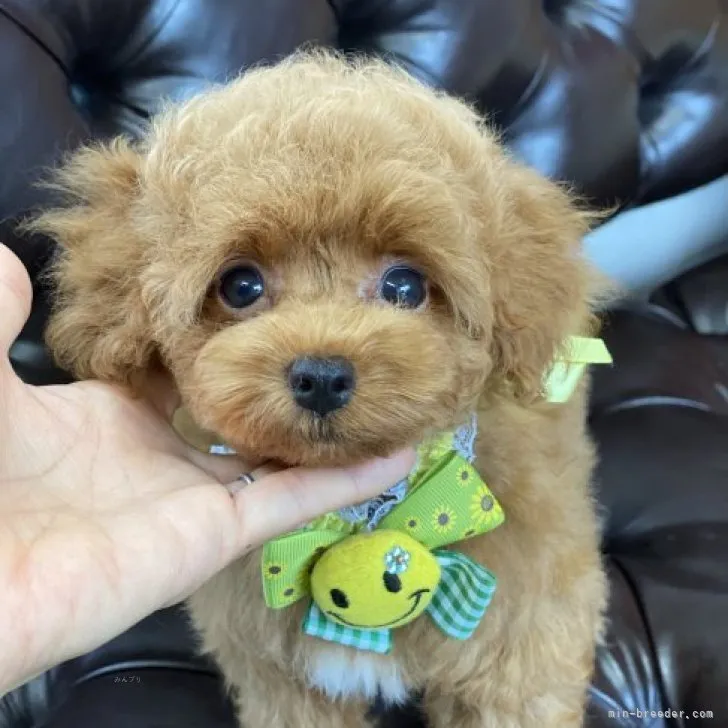 ID：2309-02091の子犬
