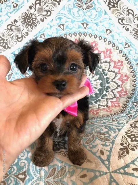 ID：1804-00616の子犬