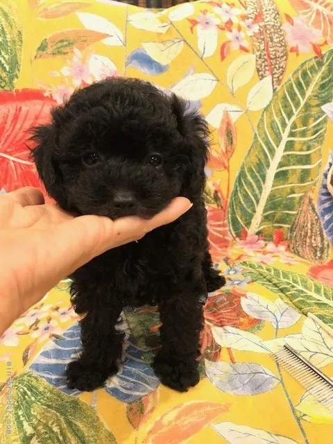 ID:1806-02726の子犬