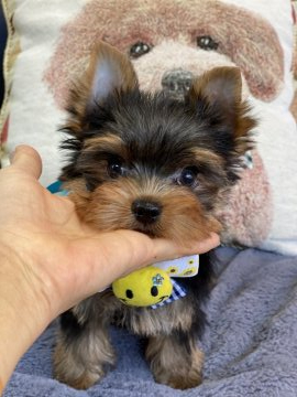 ヨークシャーテリア【福岡県・男の子・2021年11月5日・スチールブルー&タン】の写真「とっても可愛いハンサム君😍」