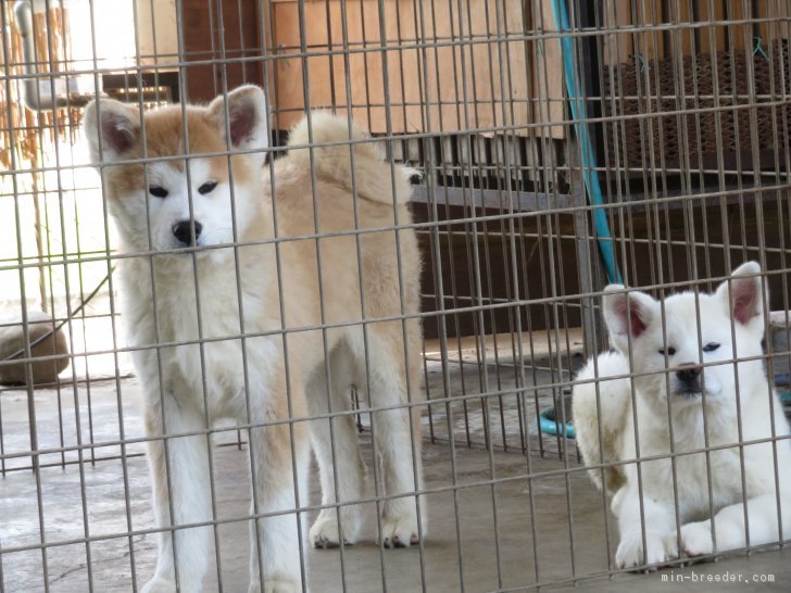 森　一生(もり　かずお)ブリーダー(香川県・秋田犬・JKC/秋田犬保存会登録)の紹介写真1