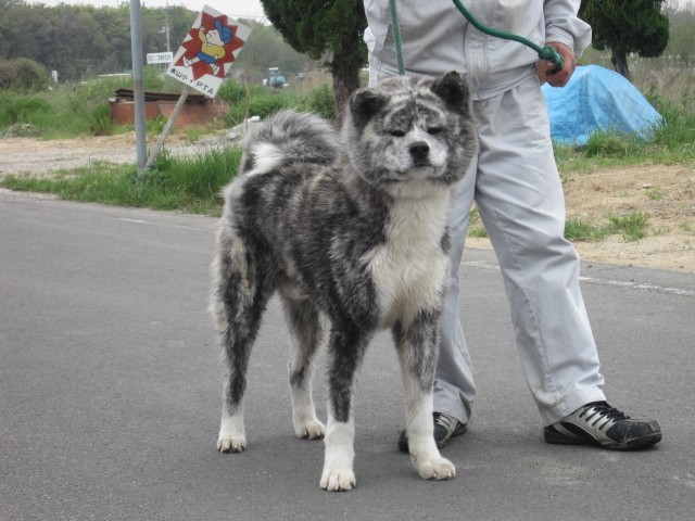 会 値段 犬 保存 秋田 子犬