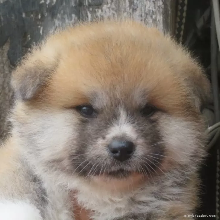 N.K. 様のお迎えした子犬