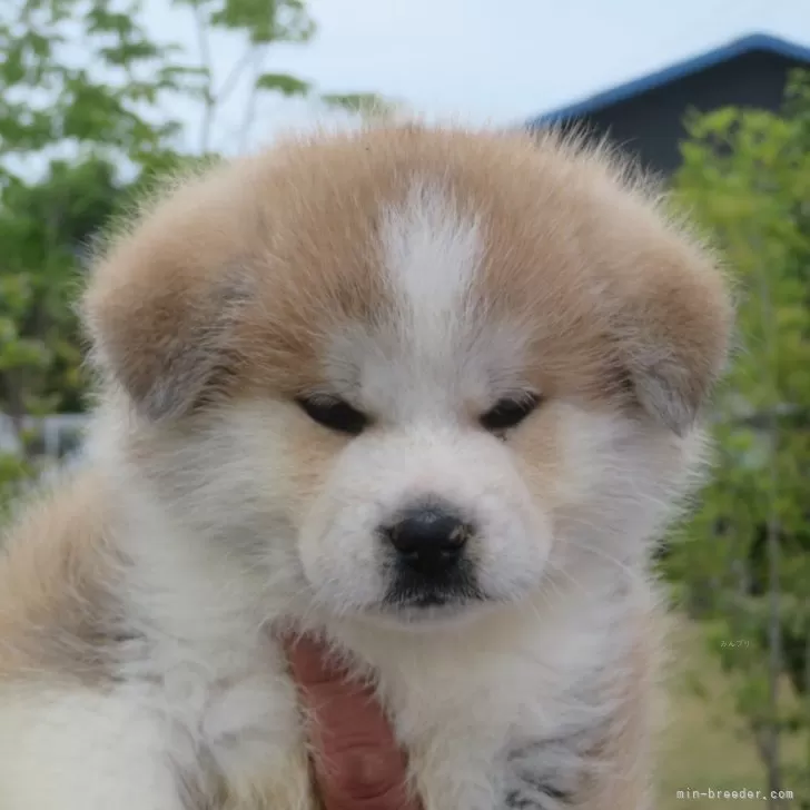 ID:2504-07203の子犬