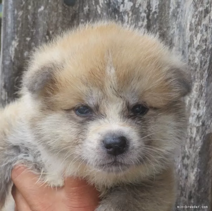 ID:2506-00465の子犬