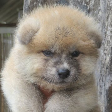 秋田犬【香川県・男の子・2025年5月14日・赤】の写真「可愛い男の子」