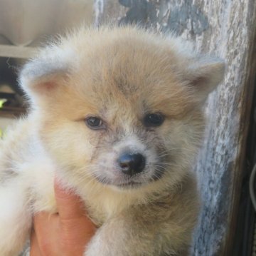 秋田犬【香川県・男の子・2025年5月14日・赤】の写真「可愛い男の子」