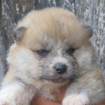 秋田犬【香川県・男の子・2025年5月14日・赤】の写真「可愛い男の子」