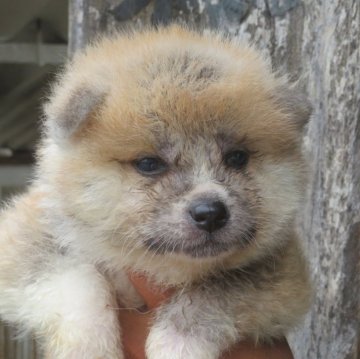 秋田犬【香川県・男の子・2025年5月14日・赤】の写真「可愛い男の子」