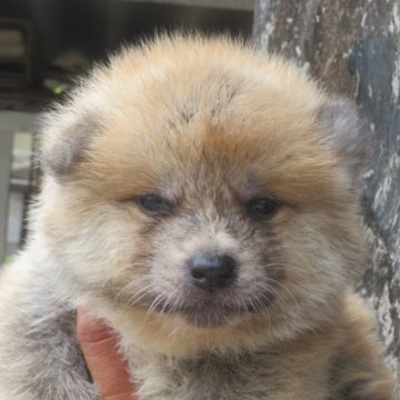 秋田犬【香川県・男の子・2025年5月14日・赤】の写真「可愛い男の子」
