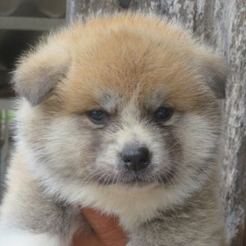 秋田犬【香川県・女の子・2025年5月15日・赤】の写真「可愛い女の子」