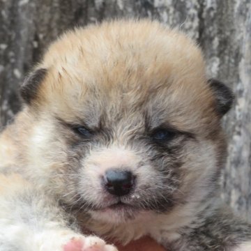 秋田犬【香川県・男の子・2025年5月14日・赤】の写真「可愛い男の子」
