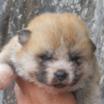 秋田犬【香川県・女の子・2025年5月18日・赤】の写真「可愛い女の子」