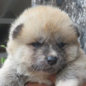秋田犬【香川県・男の子・2025年5月14日・赤】の写真「可愛い男の子」