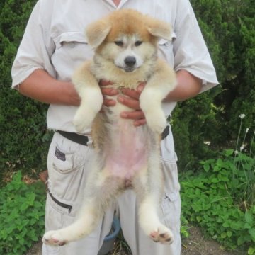 秋田犬【香川県・女の子・2025年5月15日・赤】の写真「✨可愛い女の子✨」