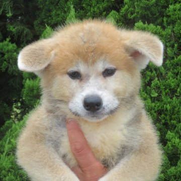 秋田犬【香川県・男の子・2025年5月14日・赤】の写真「✨可愛い男の子✨」