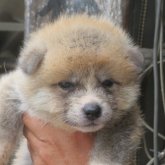 秋田犬