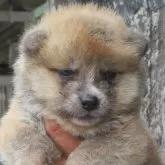 秋田犬