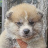 秋田犬