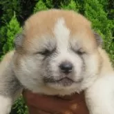 秋田犬