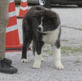 秋田犬