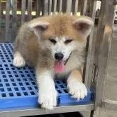 秋田犬