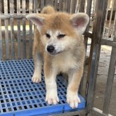 秋田犬