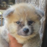 秋田犬