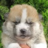 秋田犬【香川県・男の子・2025年5月7日・赤】の写真1