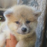 秋田犬