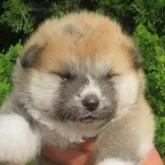秋田犬【香川県・女の子・2025年4月25日・赤】の写真1