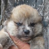 秋田犬