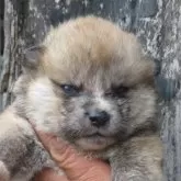 秋田犬