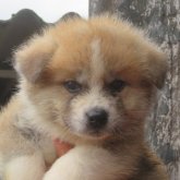 秋田犬