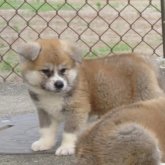 秋田犬