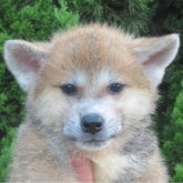 秋田犬
