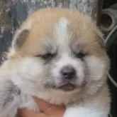 秋田犬