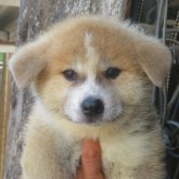 秋田犬